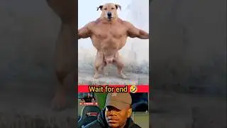 INSTAGRAM REELS |TRENDING TROLL |CRINGE REELS |INSTA QUEEN SONG | GIRLS REELS |FUNNY |COMEDY #reels