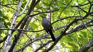 Gray Catbird Chirping