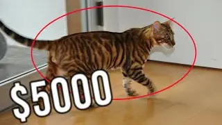 MOST EXPENSIVE AND RARE CATS IN THE WORLD