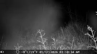 Absolute Unit of a Mountain Lion, Missoula County, MT