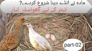 Teetar setup | teetar Kay eggs | cage for teetar | Francolin cage setup | تیتر کا گھونسلا