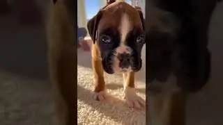 First Steps with Kiko: Puppy&rsquo;s Homecoming