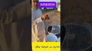 مشروع شبابي بولاية ينقل مشاوي بن شوخينة على طريق الصوادر - العلو