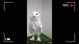 The Most Hilarious Animal Moments Caught on Film  You Won't Believe What These Animals Did
