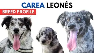 Carea Leon&eacute;s Breed Profile History - Price - Traits - Leonese Sheepdog Grooming Needs - Lifespan