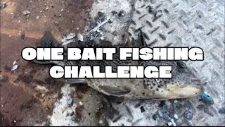 ONE BAIT CHALLENGE @HookupBaits #fishing 