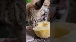 Lynx Marusya Likes to Eat Fruit #shorts