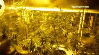 DWC Wonderland Ballast Bulbs & Spectrum's ep2