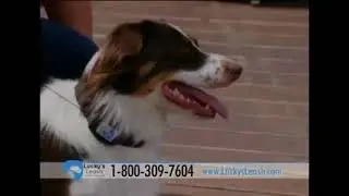 Lucky Leash Reviews   Too Good to be True 2
