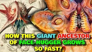 Trilobite Anatomy Explored - How This Giant Ancestor Of Face-Hugger Grew So Fast? How Big Can It Get