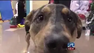 Therapy dogs assist Suffolk children with autism