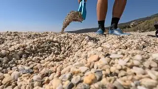 A Greater weever full of sand