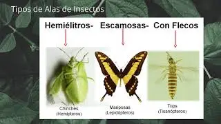 Introducci&oacute;n a la Entomolog&iacute;a. Clase 1 Morfolog&iacute;a