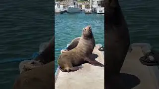 Sea lions relaxing. #ocean #seals #nature #sealife #sealsnation
