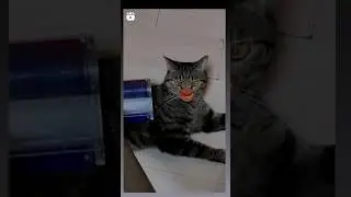 bagarbilla ka funny video shorts #bagarbilla #trending