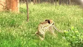 Cheetah Angered by Drone. Attack!