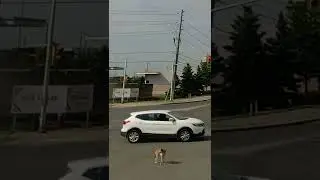 Coyote Crossing the Road 😳