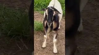 Goat screaming #buck #goat #screaming