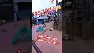 Luffy Sleeping Double Dog Catch #luffy #dog #dogwithpublicsafety #ytviral #pets #dogshorts #shorts