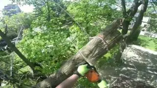 Tree Failure: Manitoba Maple Removal