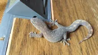 The Marbled Gecko of Australia