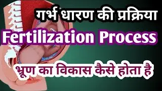 Fertilization process || Process of conception || How does the embryo develop #pregnancy