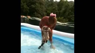 gatto birmano che ha caldo e nuota.MOV