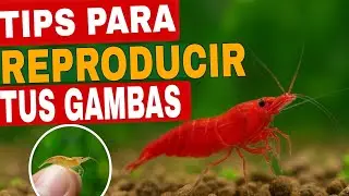 AS&Iacute; REPRODUJE CIENTOS DE GAMBAS 🤯🦐| Te paso unos tips que me han funcionado para su reproducci&oacute;n