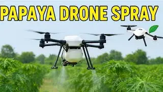🌿 Drone Spray in Papaya Field  Agriculture Drone Spraying in Papaya farm #farming #drone #dji #memes