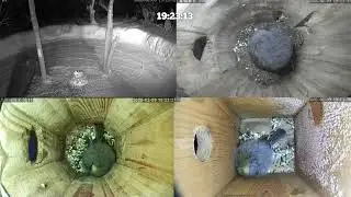 #онлайн_кормушка_для_птиц. 9 февраля 2026 года. г. Калуга