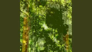Views from the Canopy