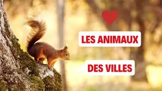 Les Animaux des Villes en France