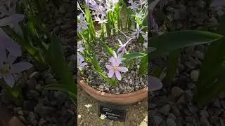 Альпийские растения &mdash; всегда красивые&hellip; #цветы #альпийские