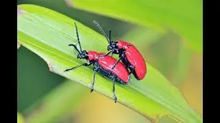 Pest Alert - Lily Leaf Beetle