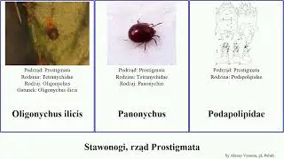 Stawonogi, rząd Prostigmata psi arthropoda pratensis Oligonychus Eutetranychus Nużeniec dutkowce