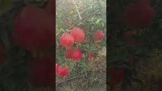 comning next Few 10 days in harvesting plot