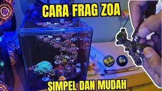 CARA FRAG ZOA SIMPEL DAN MUDAH ! REEF TANK ZOA GARDEN !