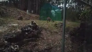 Another Wallaby Cross!  - Swampie X Pretty Faced? - Rocky Tropix Gardening, Australia