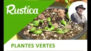 Bouturer le Séneçon de Rowley