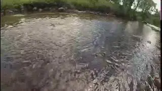 Mallard Distraction Display