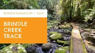 Forest Bathing in the Border Ranges National Park