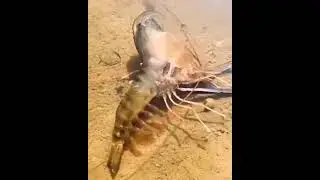 This is how crustaceans molt😳