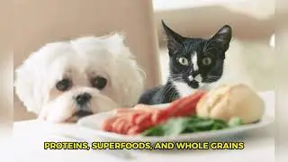 TOP  10 BEST DOG FOOD BRANDS