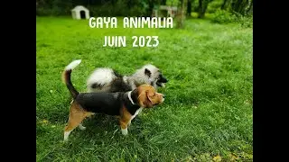 Gaya Animalia - Juin 2023 - pension canine en Gironde