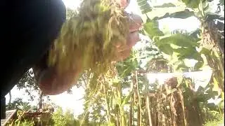 Akasaana keeko ,Edagala lya mikisa