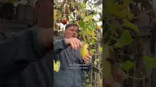Зимняя тыква на арочной решетке