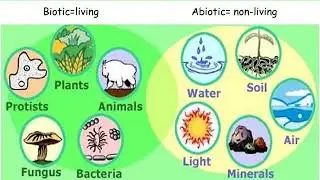 abiotic meaning