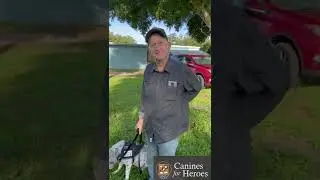🐾 &ldquo;Meet Missy: The Service Dog Who Transformed a Vietnam Veteran&rsquo;s Life  #dogtrainer #doglife