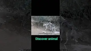Wolves breed #protectanimals #protectanimalseveryoneisresponsible #everything on earth has