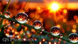 Macro Dew on Grass at Sunrise